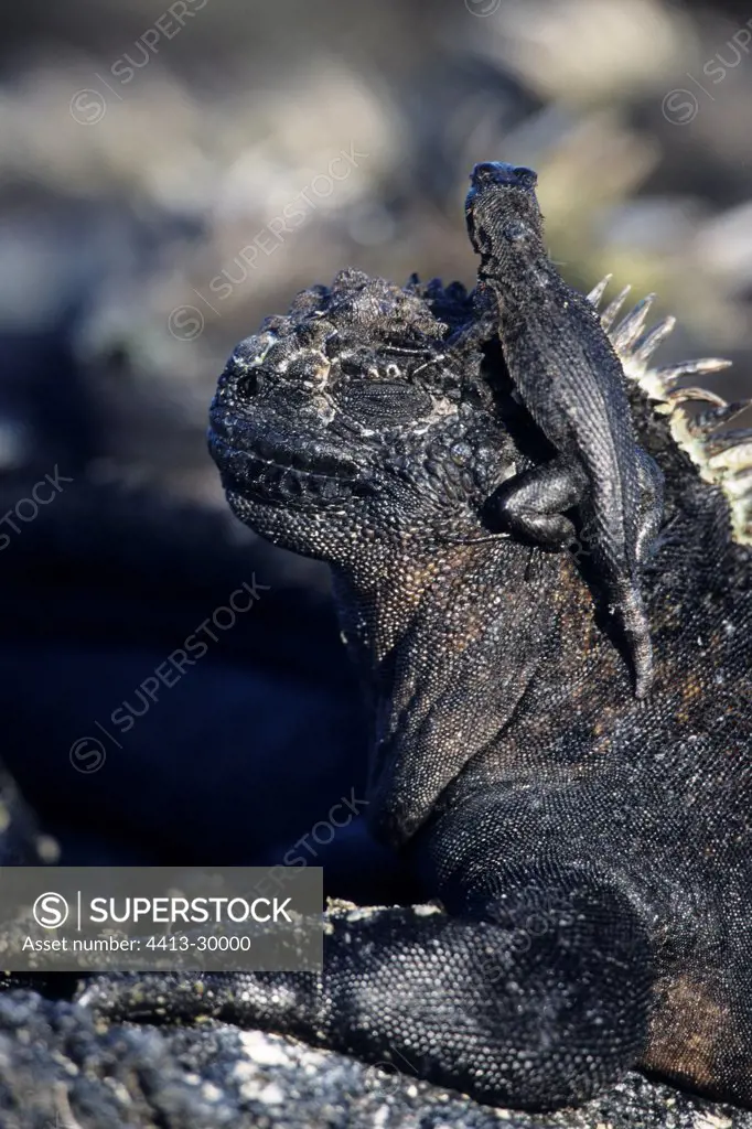 Marine Iguana carrying its young on its head Galapagos