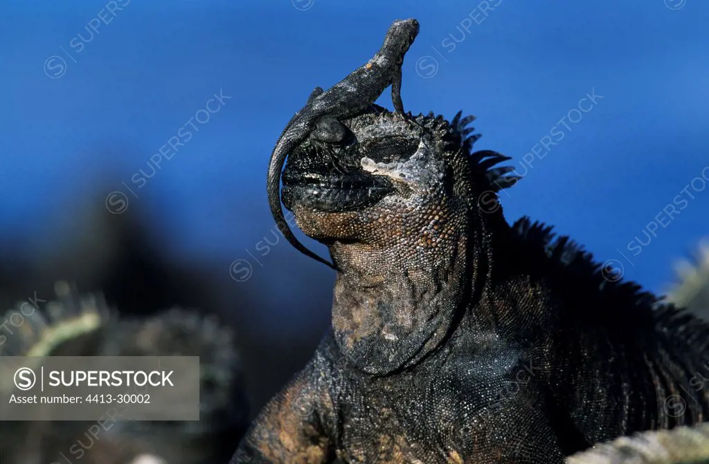 Lava lizard on head of a marine iguana Galapagos