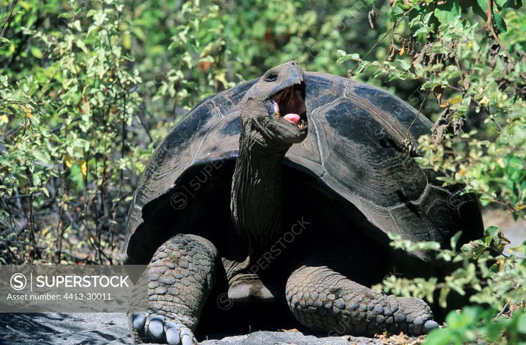 Galapagos giant tortoise blowing Galapagos