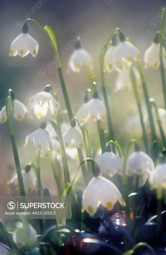 Bloom of spring Snowflakes Oderwald Lower Saxony Germany