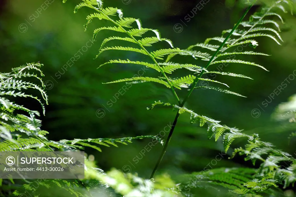 Leafing of Bracken fern Yonne France