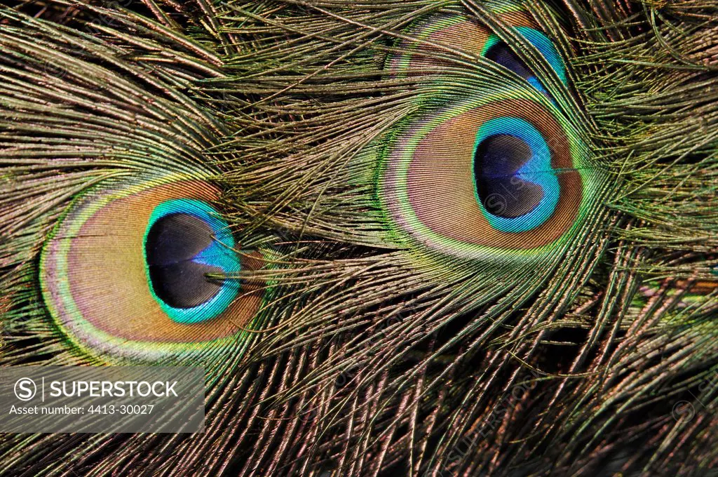 Ocellus of feathers of a male Indian Peafowl Yonne France