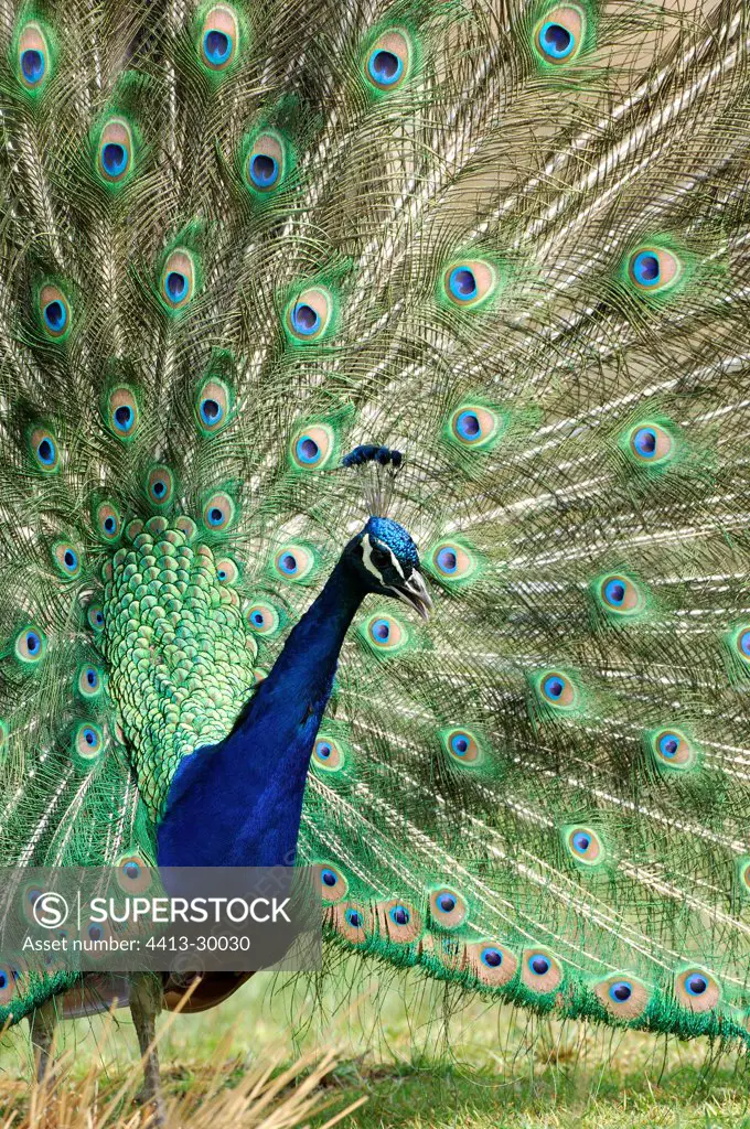 Courtship behaviour of a Male Indian Peafowl Yonne France