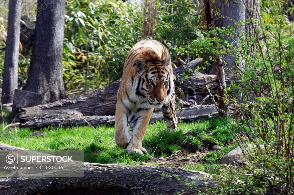 Siberian Tiger walking in underwood in spring