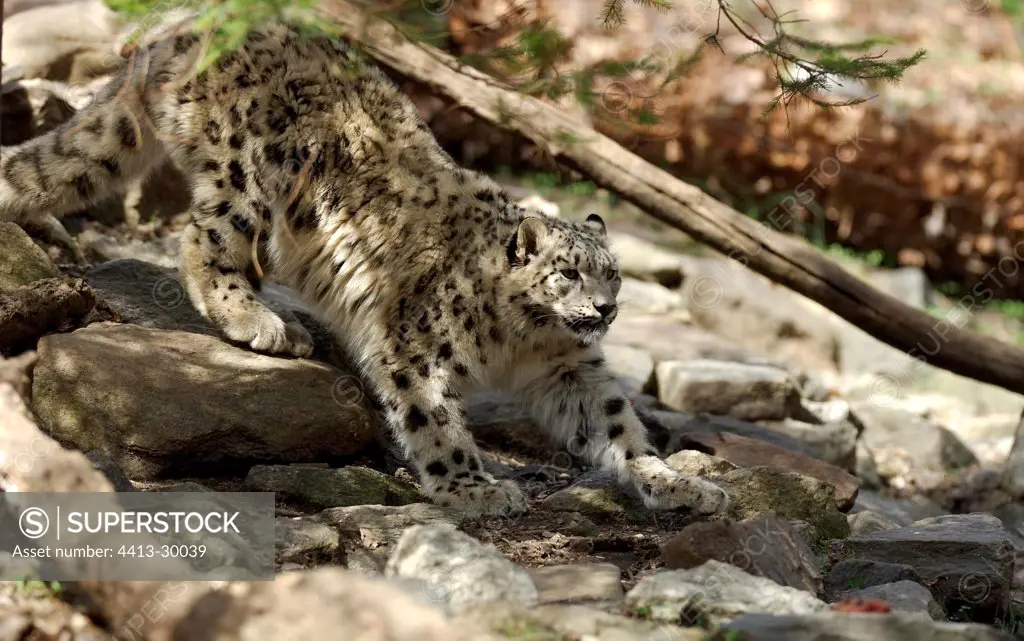 Snow leopard Bronx Zoo New York