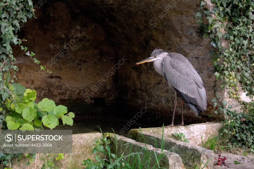 Grey Heron posed on one walled in a fountain France