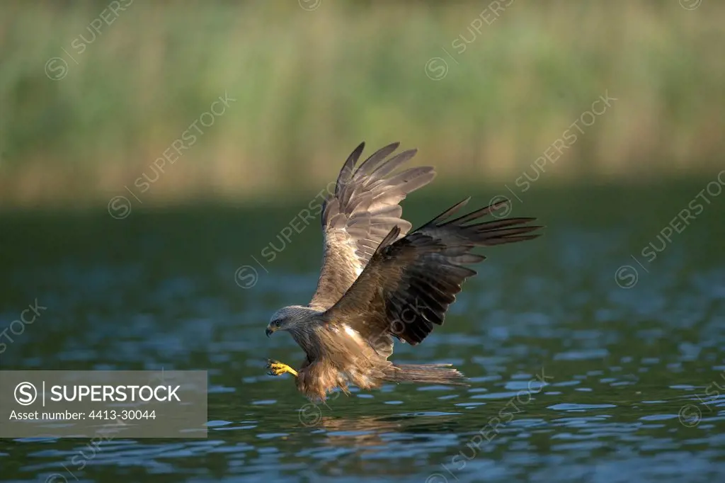Black Kite capturing a dead fish floating on the surface