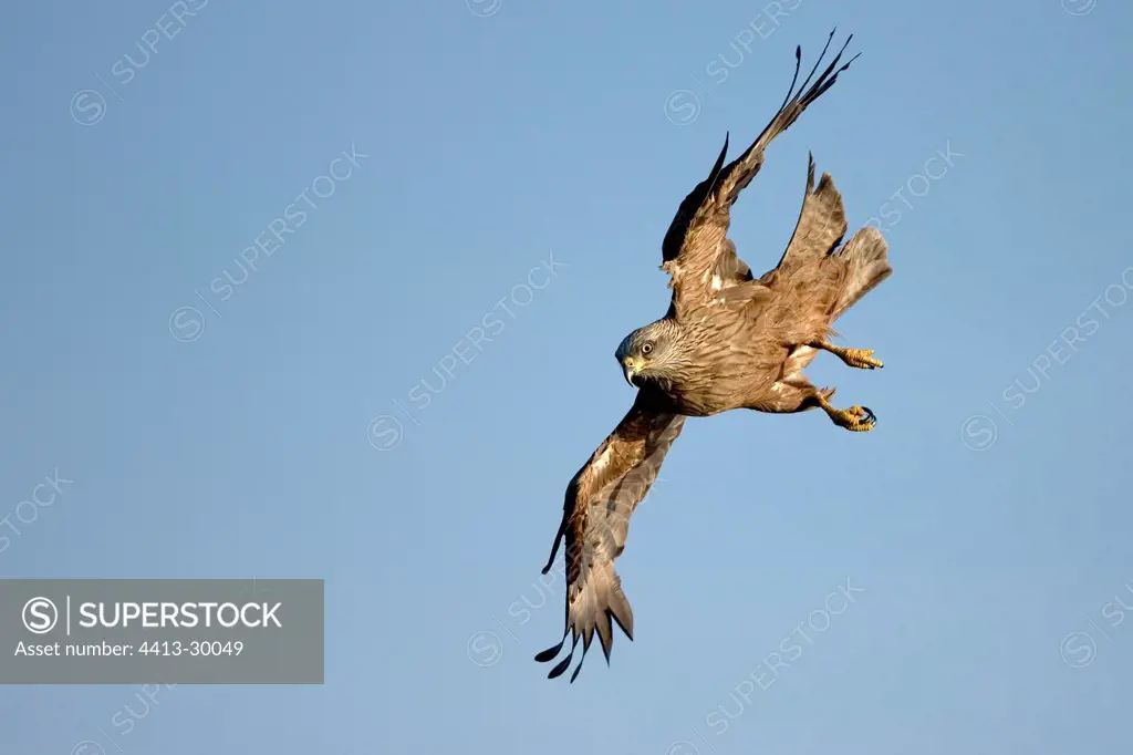 Black Kite flying down from a blue sky