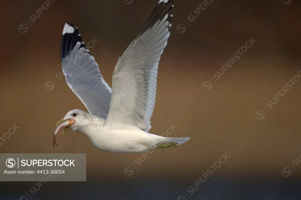 Common Gull flying with a fish in its beak