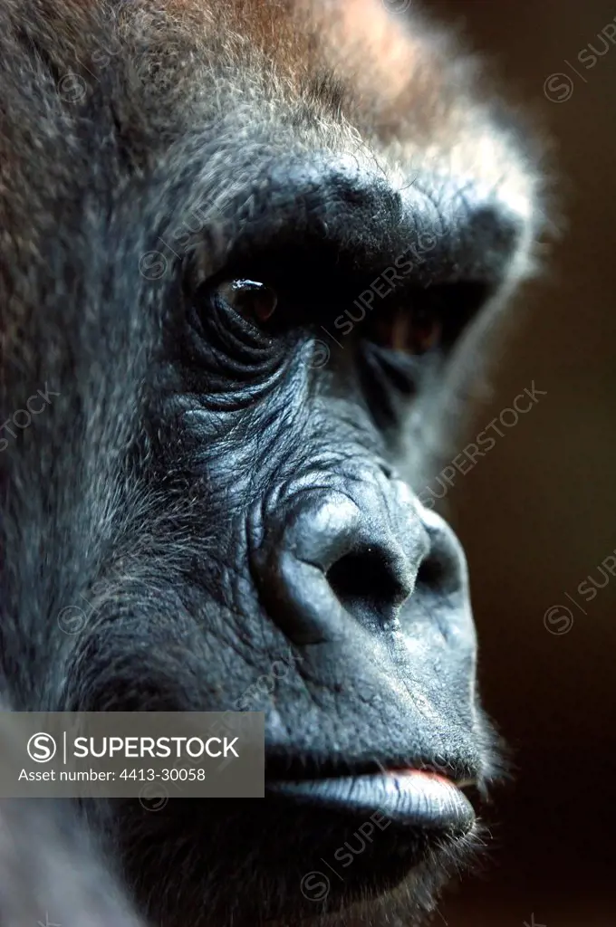 Face of a Western lowland gorilla in the Bronx Zoo New York