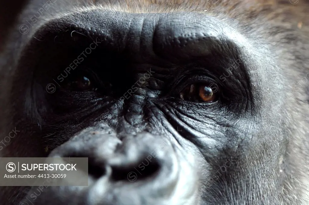 Face of a Western lowland gorilla in the Bronx Zoo New York
