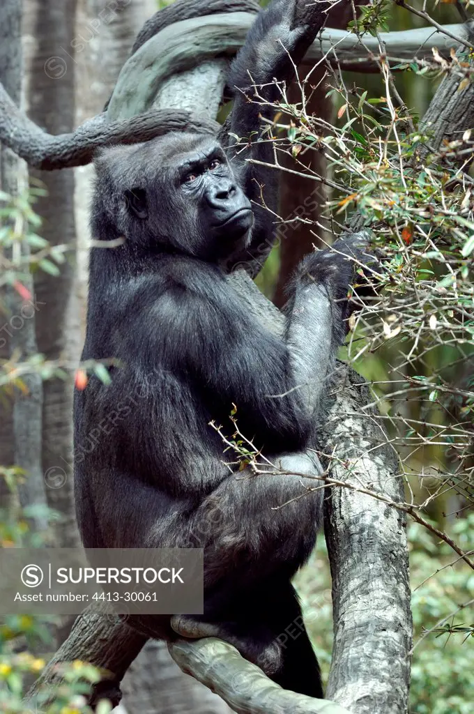Western lowland gorilla climbing in the Bronx Zoo New York