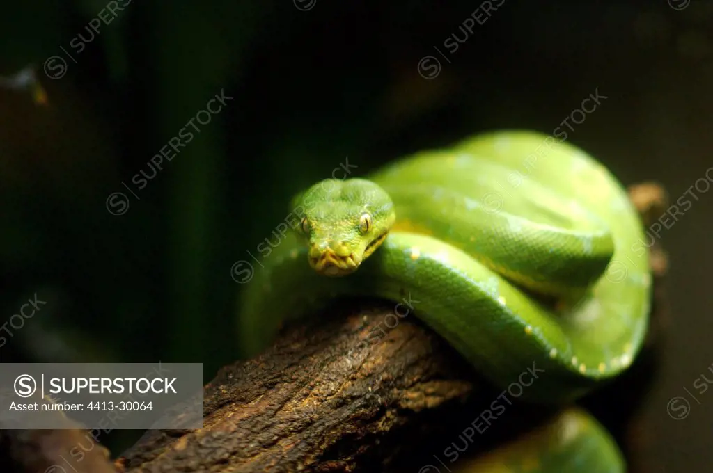 Green tree python coiled on a branch Bronx Zoo New York