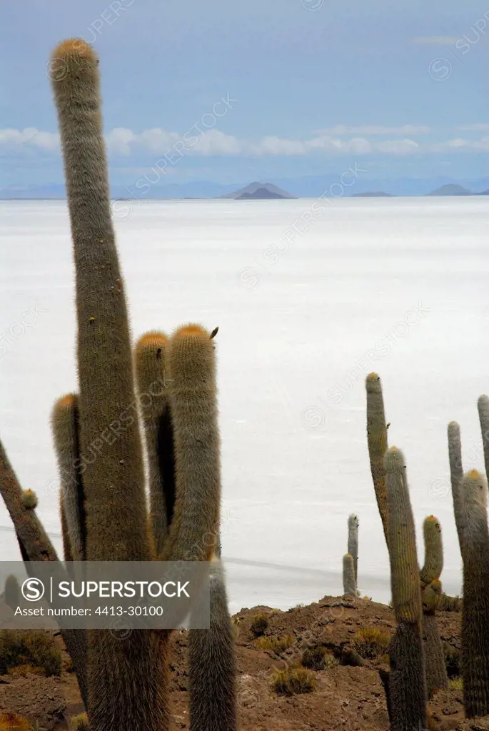 Cactus on Incahuasi island Salar Uyuni Altiplano of Bolivia