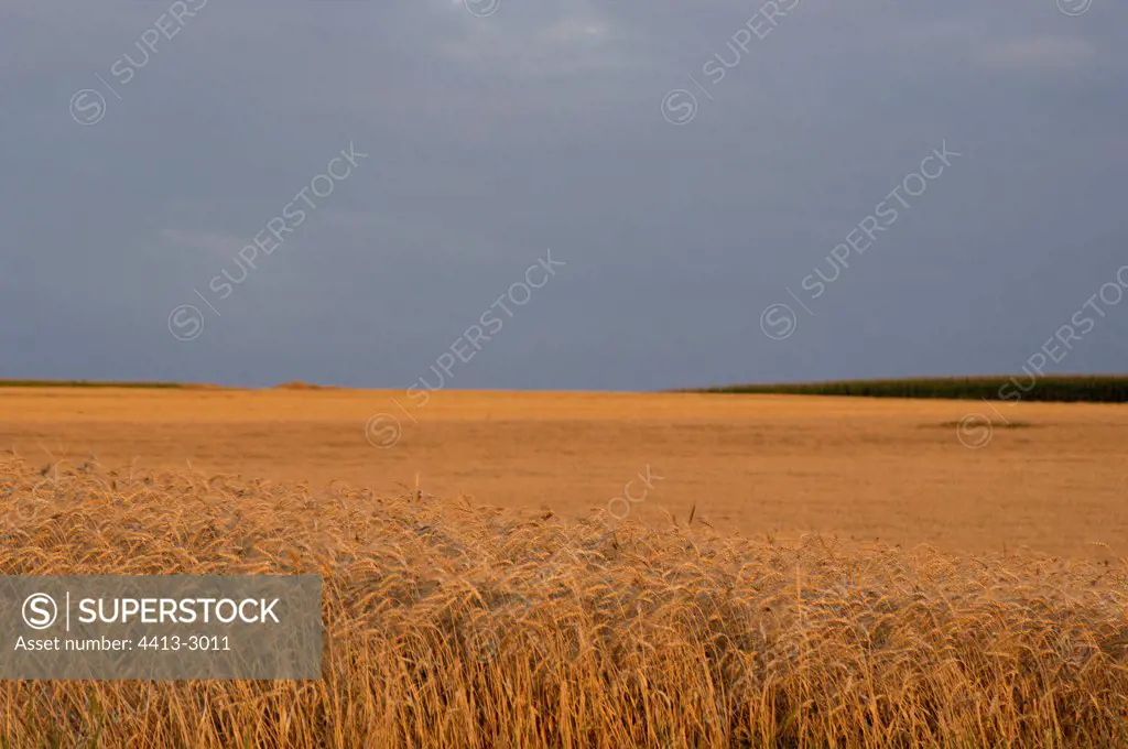 Corn field under a stormy sky France