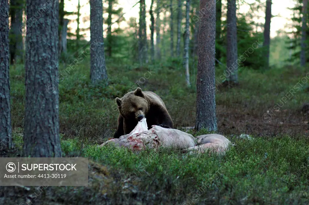 Brown bear eating a pig corpse Kainuu Finland