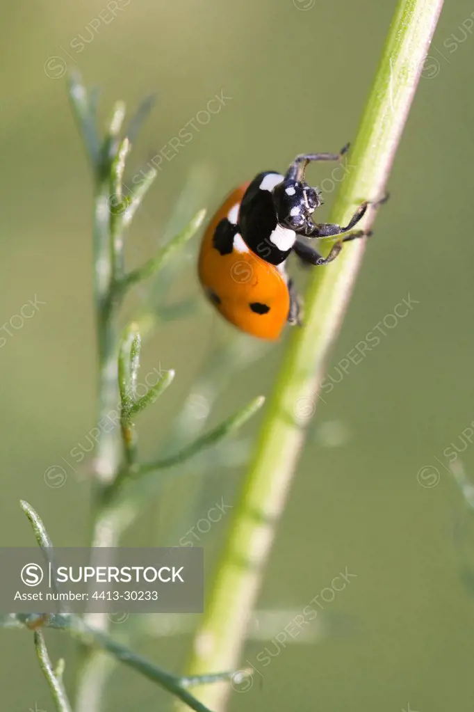 Sevenspotted lady beetle on an ear of wheat Green France