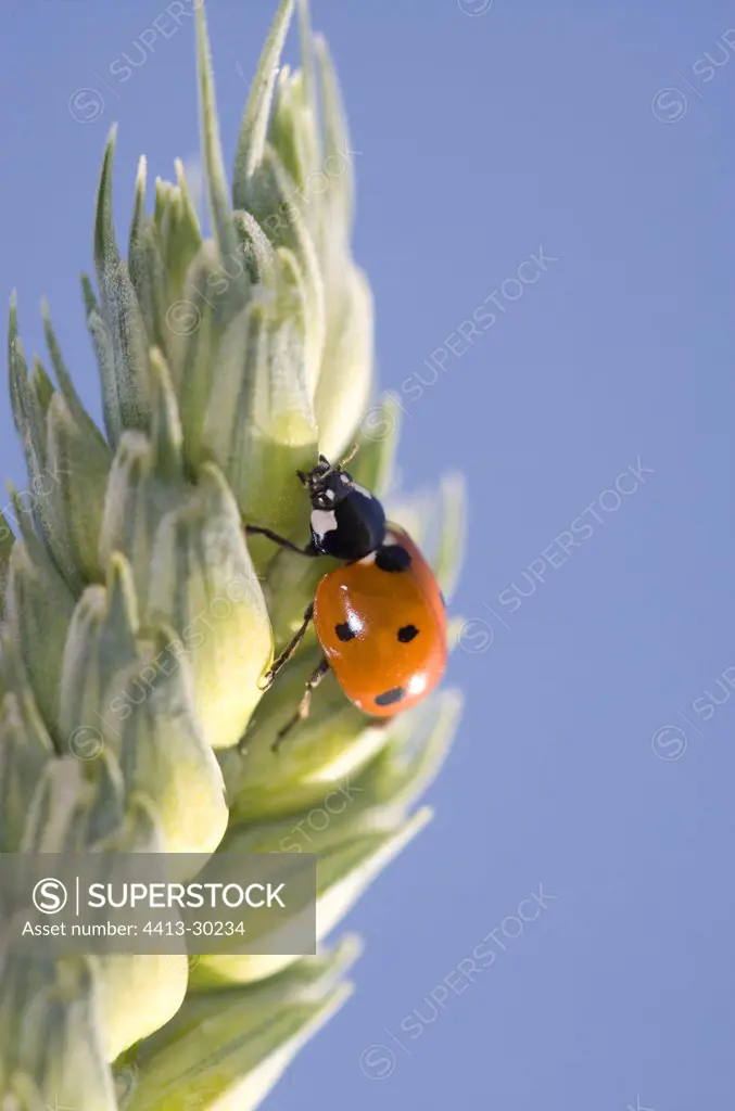 Ladybird seven points on an ear of wheat Green France