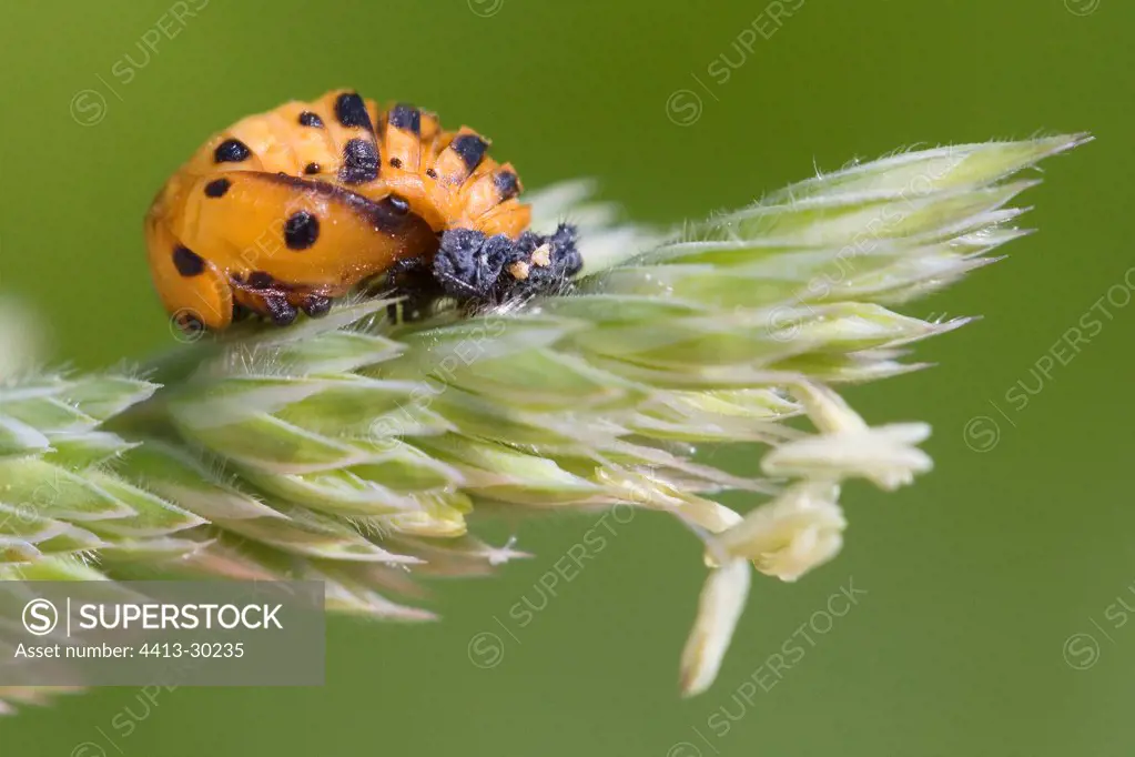 Nymphe of ladybugs on wheat ear France