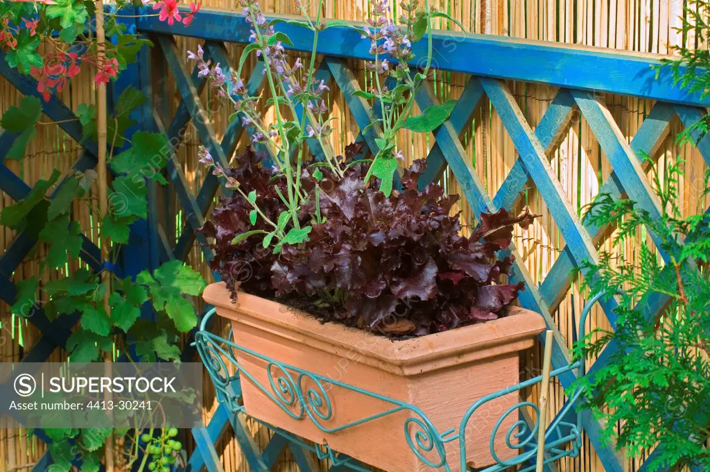 Lettuce et Lavender in a flower container on a terrace