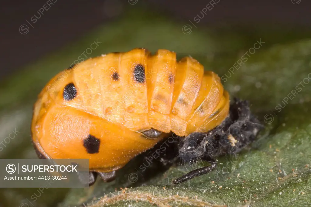 Nymph of ladybugs on a sheet France