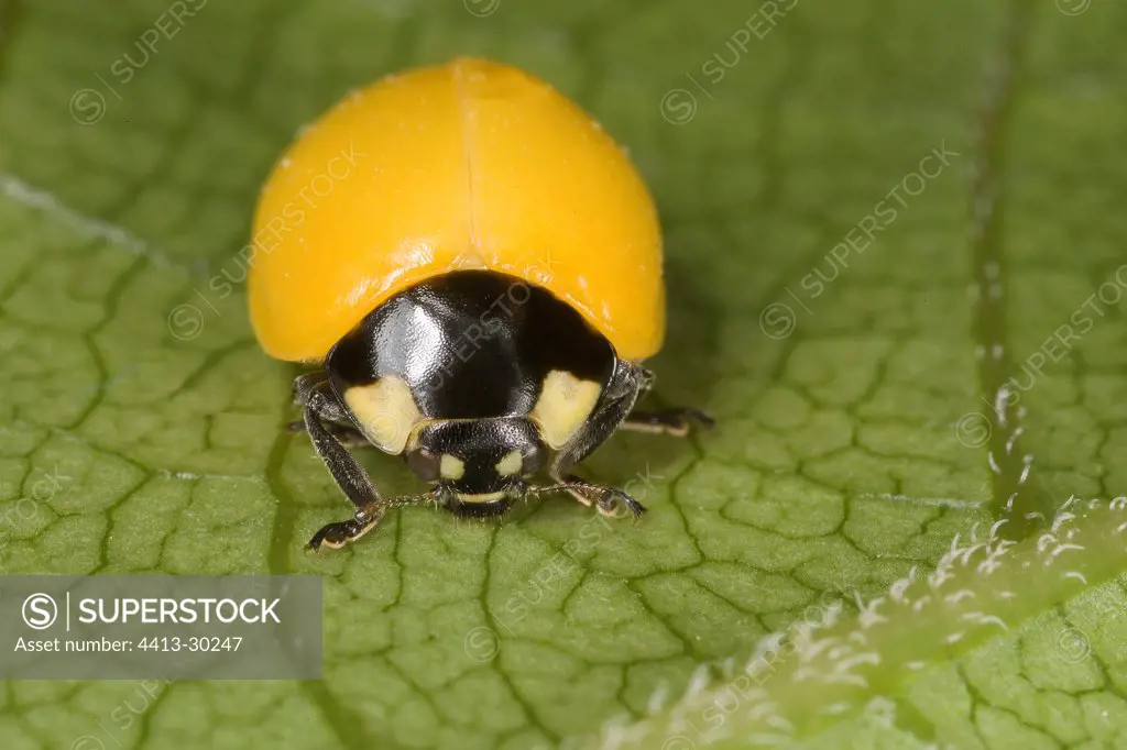 Last metamorphosis of a young Ladybird France