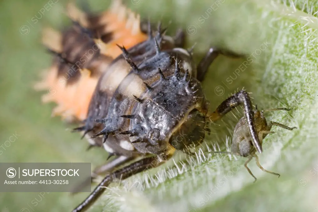 Ladybug larvae eating an aphid France
