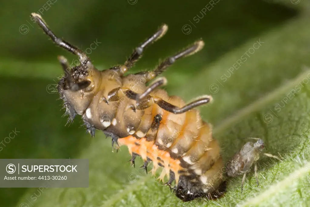 Ladybug larvae erected on a sheet France
