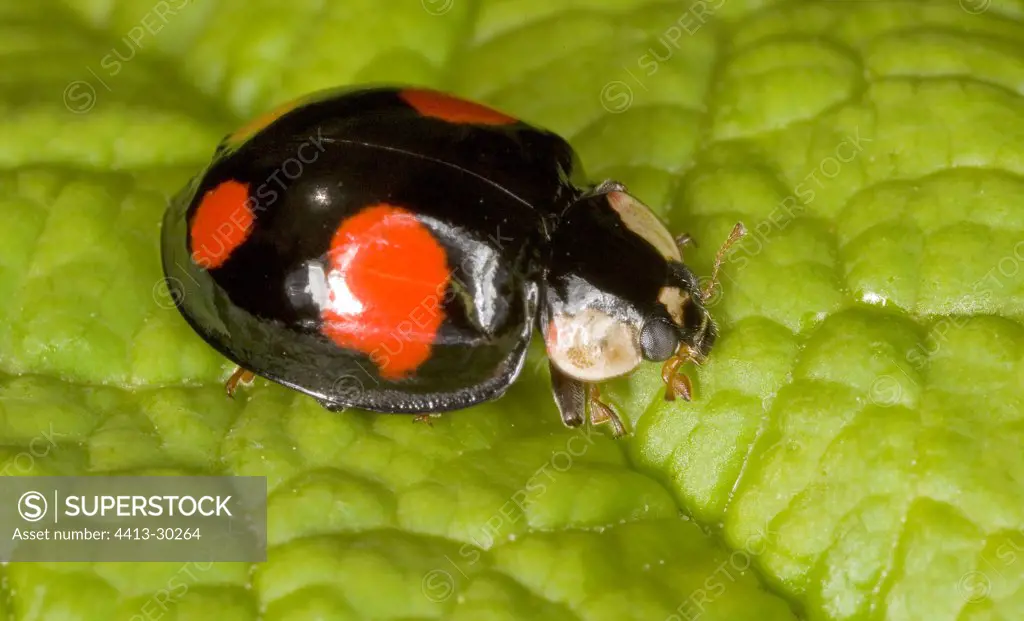 Ladybird black and red has four points France