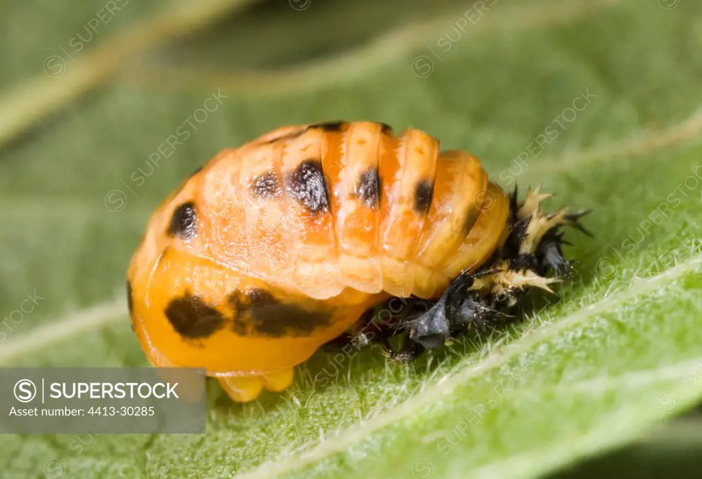 Nymph of ladybugs during its metamorphosis France