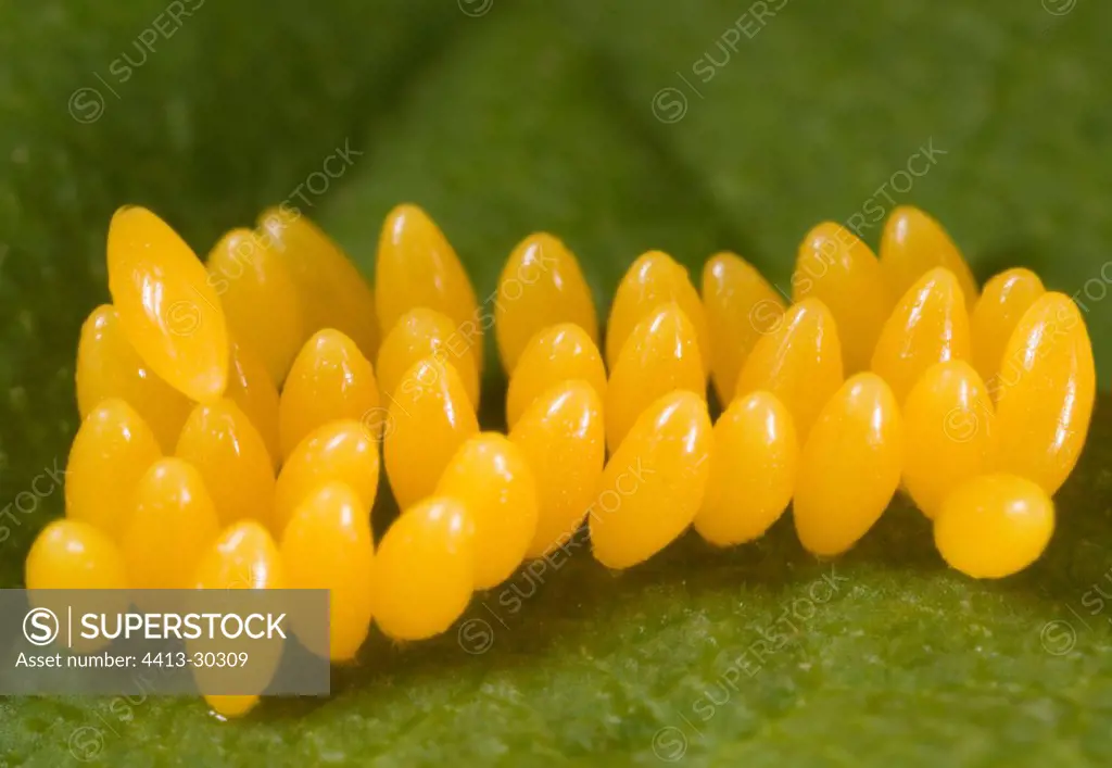 Beetle eggs on a leaf France