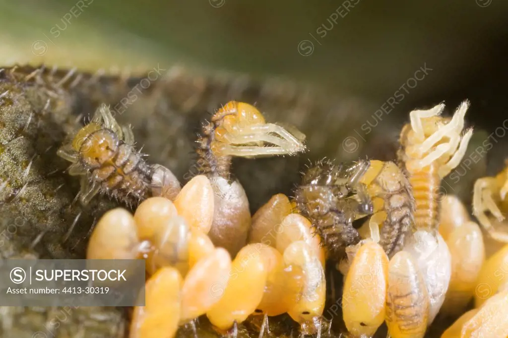 Hatching eggs and larvae of ladybird France