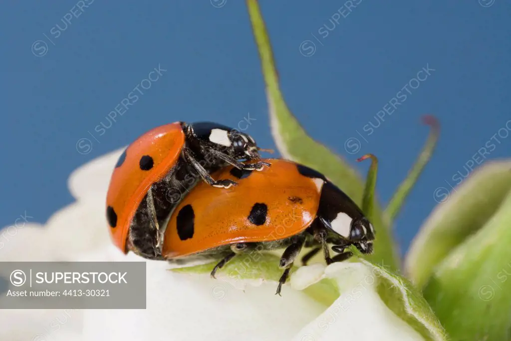 Coupling of Sevensotted lady beetle France
