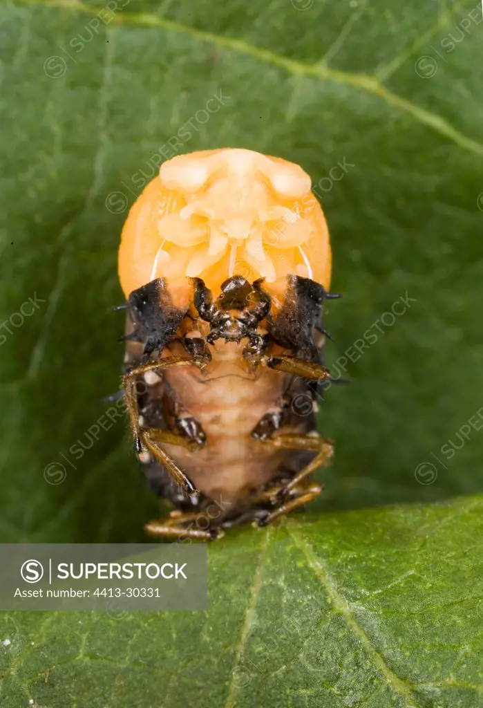 Metamorphosis of a Ladybug larvae in nymph France