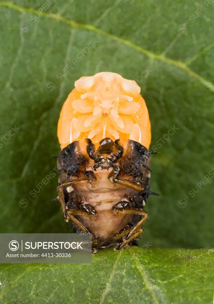Metamorphosis of a Ladybug larvae in nymph France