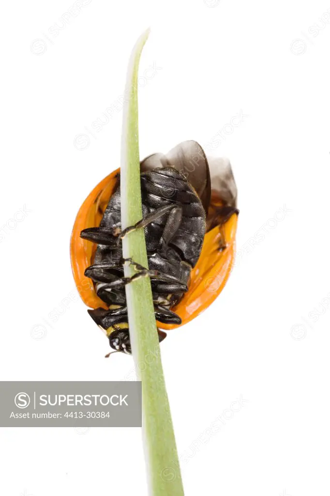 Ladybug on an herb