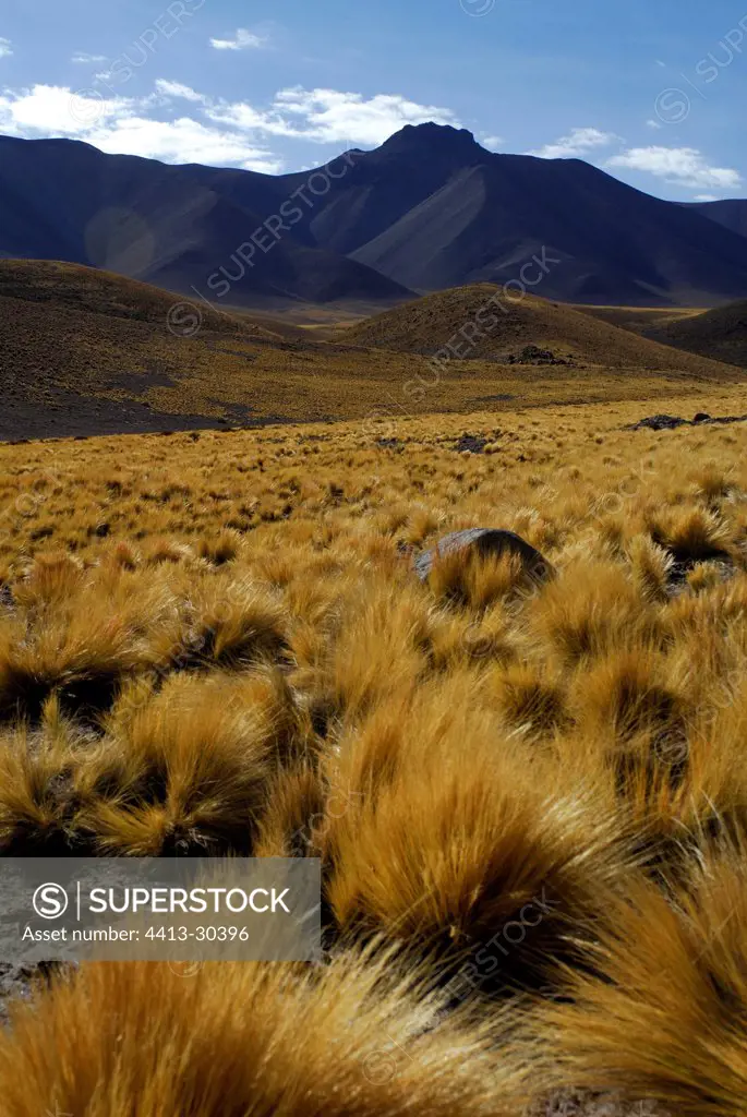 Puna grasses Road Paso de Guatiquina Atacama Chili