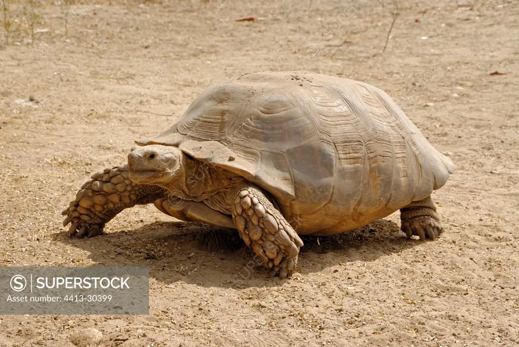 African spurred tortoise walking Senegal