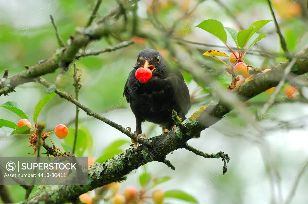 Male Blackbird carring a morello cherry Nièvre France