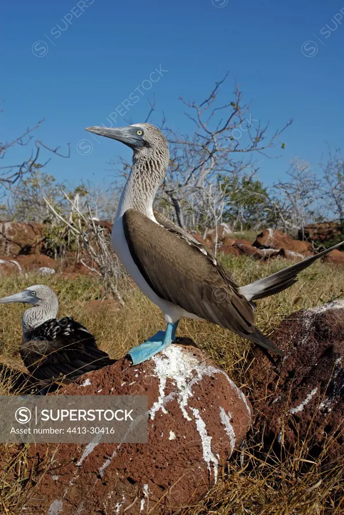 Blue footed Booby posed on a rock Galapagos