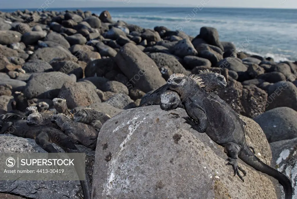 Marine Iguanas warming itself on rocks Galapagos