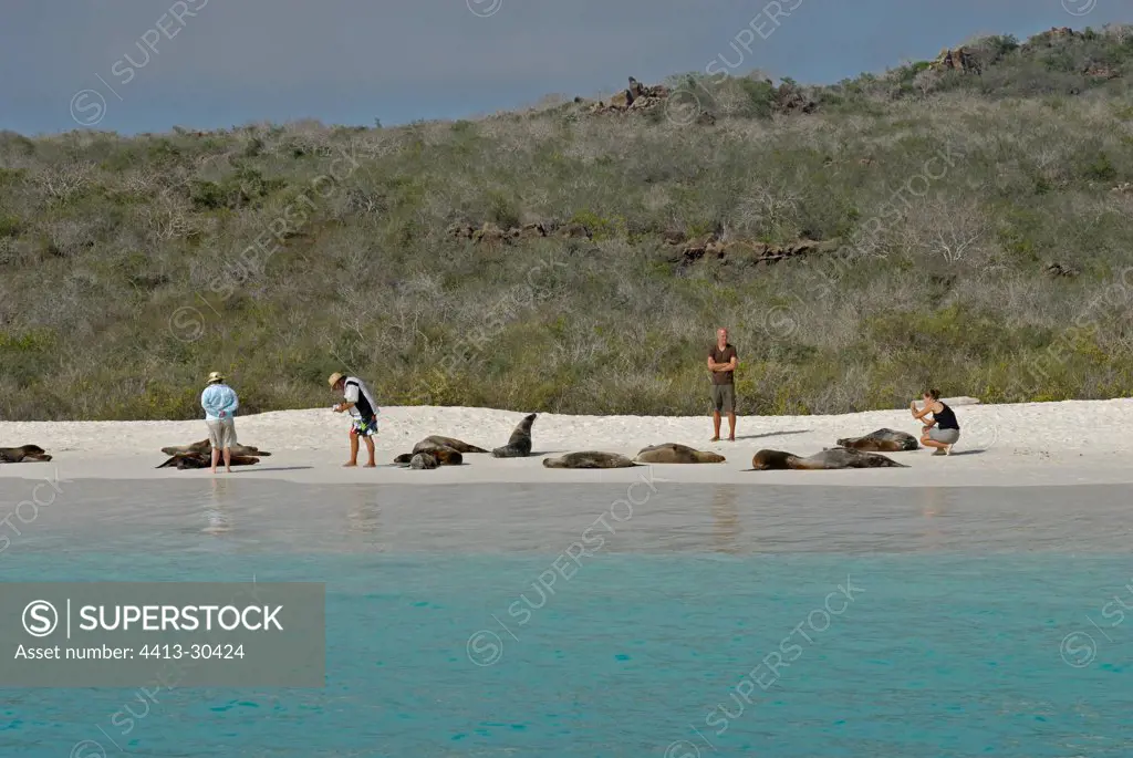 Tourists observing Galapagos sea lions Galapagos