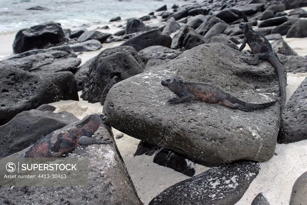 Marine Iguanas warming itself on lava rocks Galapagos