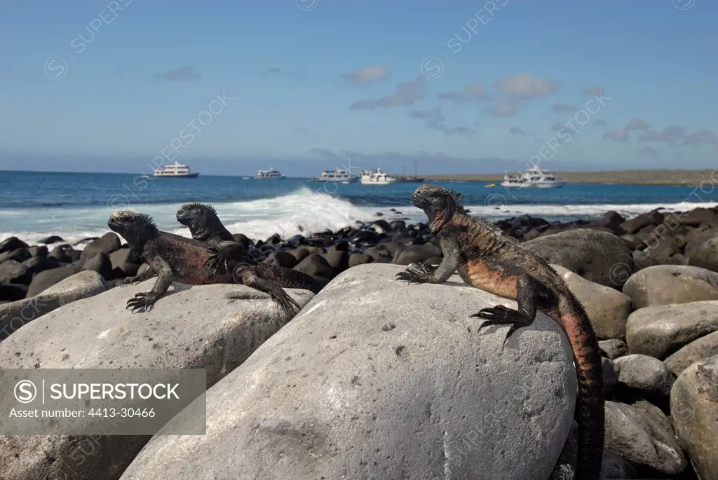 Marine Iguanas observing tourits boats Galapagos