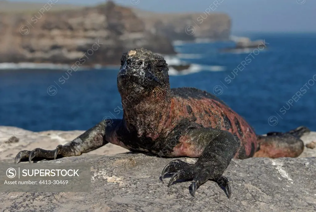 Marine Iguana warming itself on a rock Galapagos
