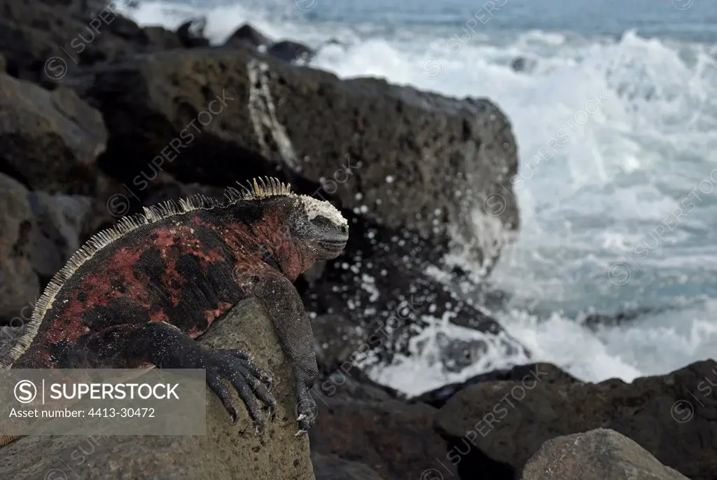 Marine Iguana warming itself on lava rock Galapagos
