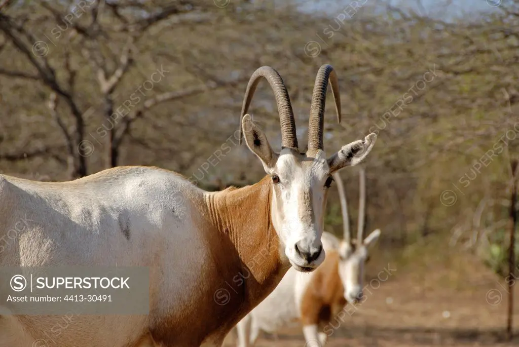 Scimitar-horned oryx in Gueumbeul reserve Senegal