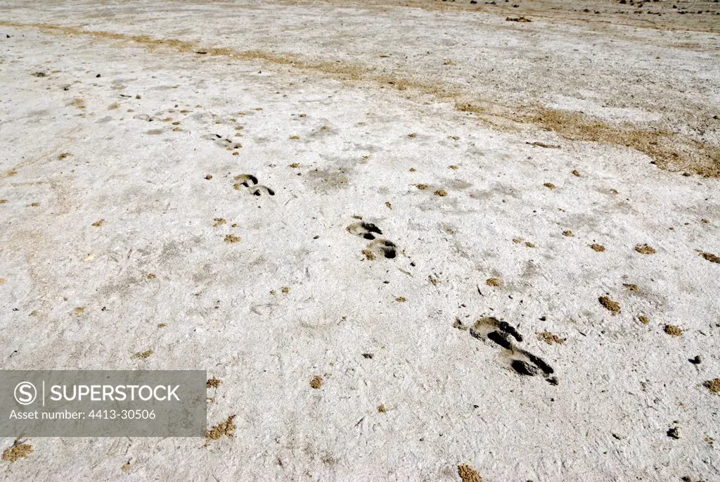 Tracks of Scimitar-horned oryx Gueumbeul reserve Senegal