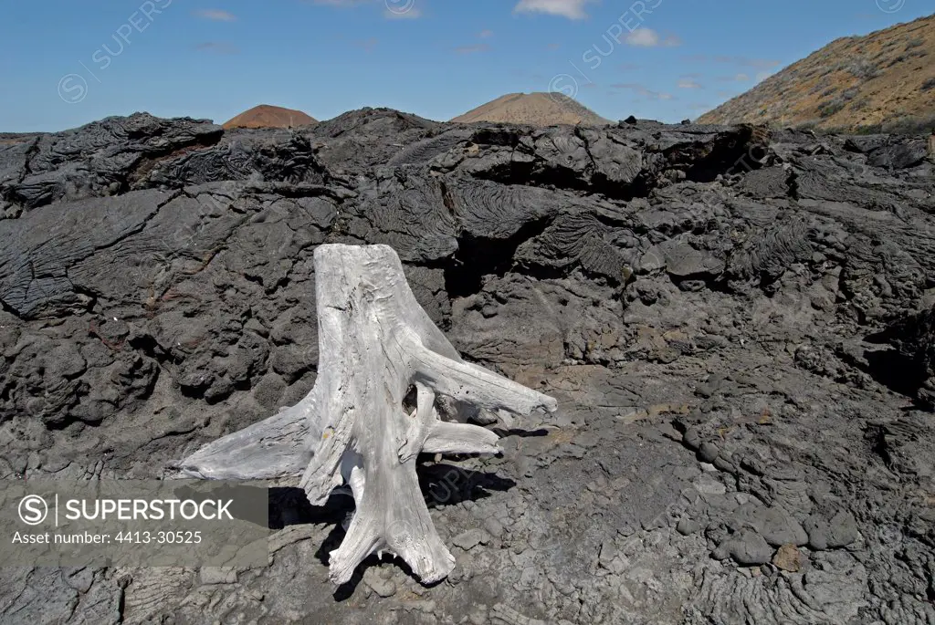 Dead stump in a lava flow Sullivan Bay Galapagos