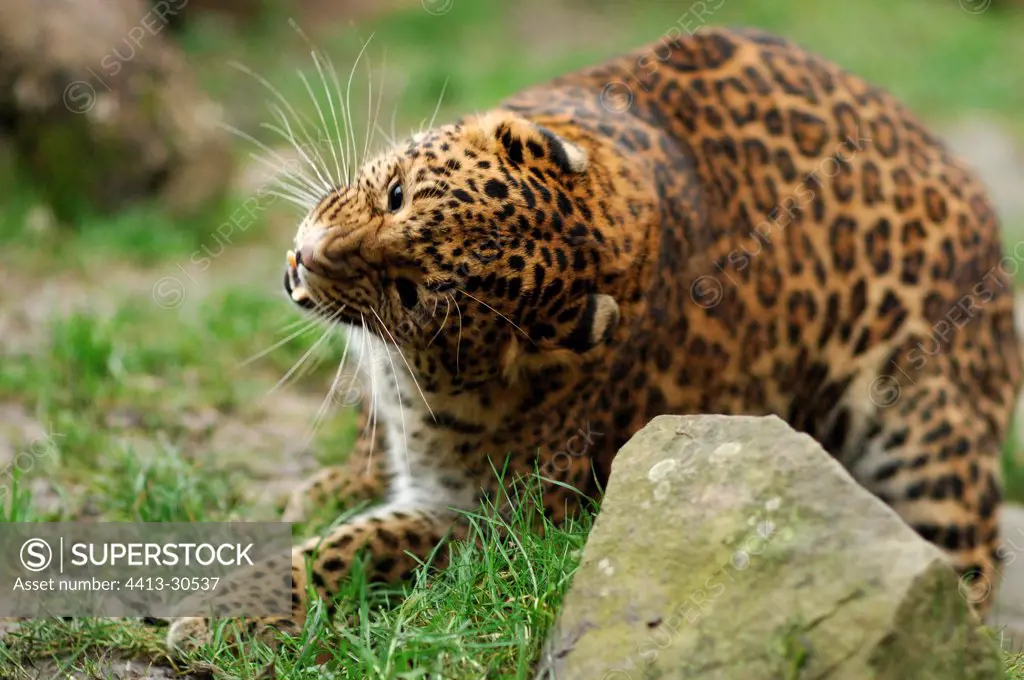Amur Leopard scratching oneself Zoo of Thoiry France